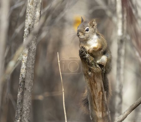 Photo for American red squirrel in tree - Royalty Free Image