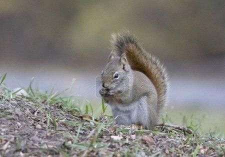 Photo for American red squirrel on grass - Royalty Free Image