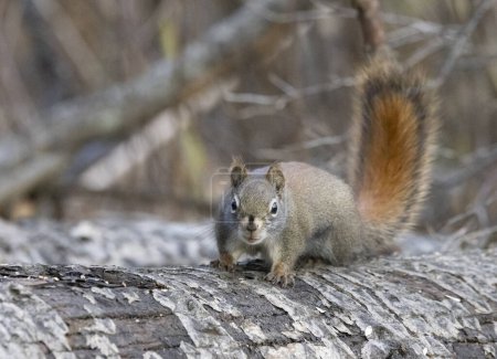 Photo for American red squirrel on log - Royalty Free Image
