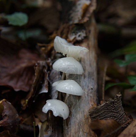 group of transparent white mushrooms in a gelatinous row grow out of a trunk. natural magic