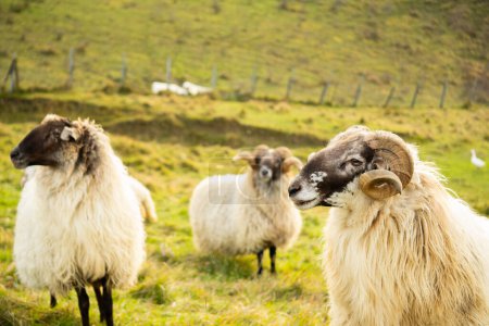 Photographie de troupeau de chèvres, béliers, moutons dans un pré vert avec clôture en Espagne, Navarre.