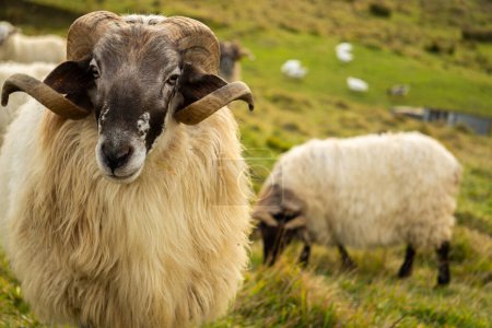 Sheep with Curved Horns and Wavy Wool in a Green Mountainous Landscape.