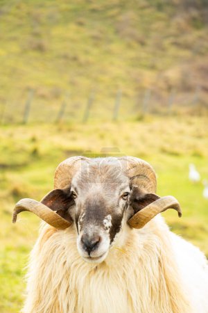 Curiosa oveja con cuernos majestuosos de pie en una exuberante pradera verde.