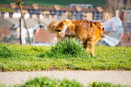 Foto de Fotografía de perro con collar isabelino meando en el parque sobre la hierba. herida de castración - Imagen libre de derechos