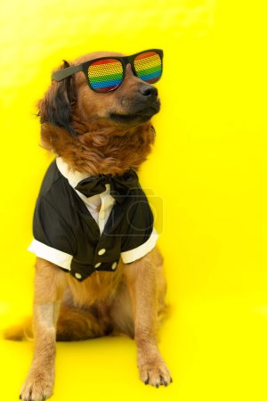dog with rainbow glasses and costume celebrating gay pride day look proud. greeting card. copy space