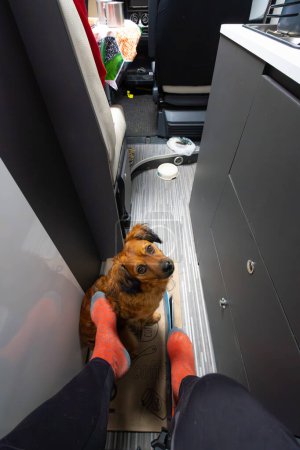 Foto de Encantador y feliz perro dentro de una caravana acariciado por los pies de su dueño. - Imagen libre de derechos