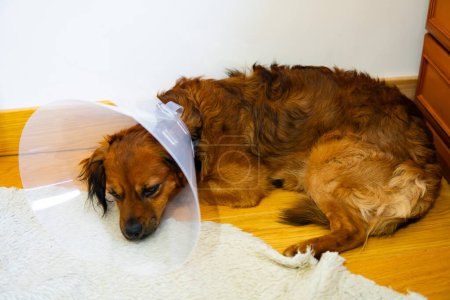 A dog with a cone collar on its head is laying on a rug. The dog appears to be in pain or discomfort