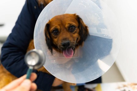 A person is holding a dog with a cone collar on its head