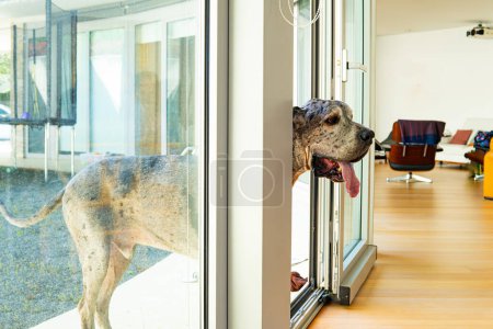 Photo for A giant German breed, Great Dane dog with tongue out peeks into the interior of a house from the terrace without entering.. - Royalty Free Image