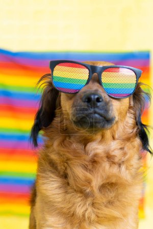 photo of dog celebrating gay pride day. with LGBT rainbow flag. and rainbow glasses. proud looking at camera. copy space.