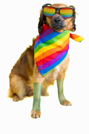 gay beau chien gay pride mouvement lgbt pride flag rainbow glasses. fond blanc. espace de copie. gay pride jour.