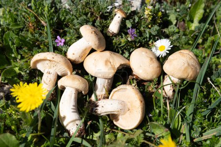 Technical name; Calocybe gambosa. Popular; Perretxico, Nansarn, mushroom of San jorge, concept; mycology.