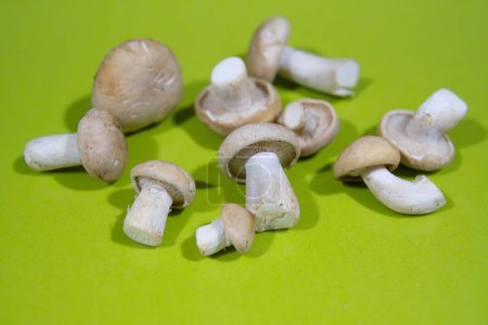 Nom technique : Calocybe gambosa. Populaire ; Perretxico, Nansarn, champignon de San jorge, concept ; mycologie.
