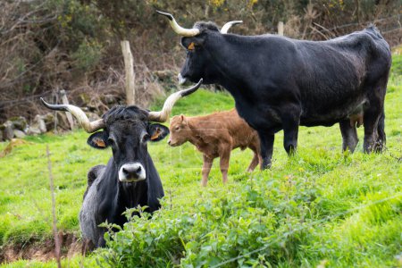 cows with large black and white long horns grazing in the bush next to lovely brown calf. Tudanca Breed Originally from Cantabria Spain.
