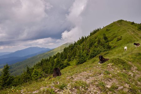 Foto de Perros de montaña mirando una hermosa vista. - Imagen libre de derechos