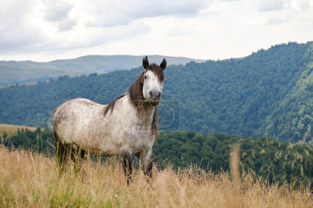 Foto de Un caballo rubio parado en un campo de hierba con montañas al fondo. Retrato de caballo blanco. Montañas de Cárpatos. Rumanía - Imagen libre de derechos