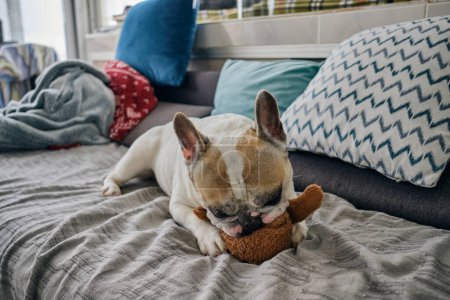 Foto de Blanco francés bulldog es jugando con un suave juguete - Imagen libre de derechos