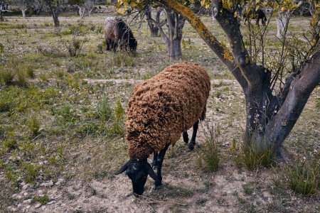 Foto de Ovejas españolas en el campo pastando la hierba verde - Imagen libre de derechos