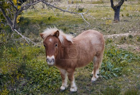 Photo for Shaggy little horse on a green meadow in Spain.Portrait of a pony.Pony is grazing in an orange grove. - Royalty Free Image