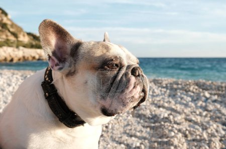 Photo for Portrait of a white french bulldog on sea background. - Royalty Free Image