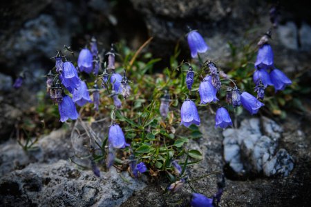 Foto de Flores de montaña azules campanas que crecen en piedras. Flores de campanas azules en las montañas Bucegi en verano. Flores de campana en su entorno natural. Cárpatos, Rumanía - Imagen libre de derechos