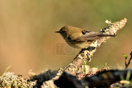Photo for Common chiffchaff perched on the ground with moss and lichens (Phylloscopus collybita) - Royalty Free Image