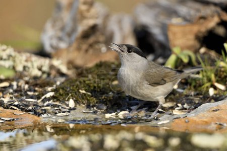 Photo for Male blackcap drinking pond water (Sylvia atricapilla) - Royalty Free Image