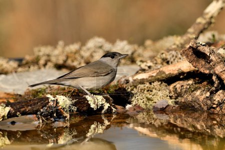 Photo for Male blackcap perched on a branch with moss and lichen next to the pond (Sylvia atricapilla) - Royalty Free Image