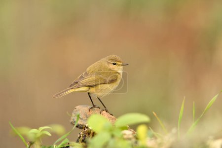 Photo for Common chiffchaff perched on the ground with green vegetation (Phylloscopus collybita) - Royalty Free Image