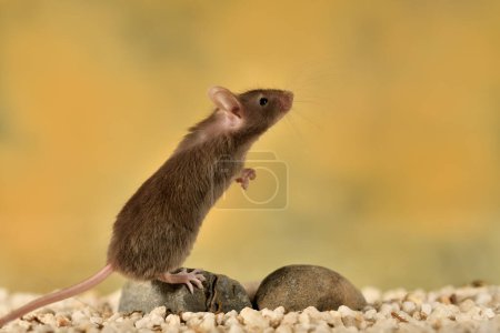 Photo for Common mouse in a glass cage with colorful background (Mus musculus) - Royalty Free Image