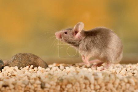 Photo for Common mouse in a glass cage with colorful background (Mus musculus) - Royalty Free Image