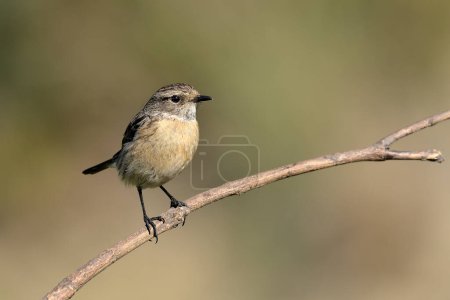 Photo for Female stonechat perched on a branch (Saxicola rubicola) - Royalty Free Image