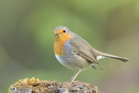 Photo for European robin perched on a log (Erithacus rubecula) - Royalty Free Image
