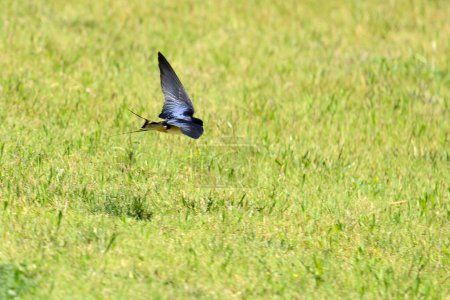 Foto de Tragar en vuelo sobre la hierba (Hirundo rustica) - Imagen libre de derechos