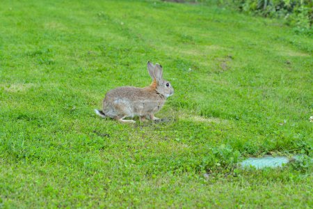 Foto de Conejo joven en la hierba (Oryctolagus cuniculus) - Imagen libre de derechos