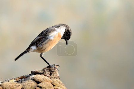 Photo for Male stonechat a bird in a branch of a tree in the forest (Saxicola rubicola) - Royalty Free Image