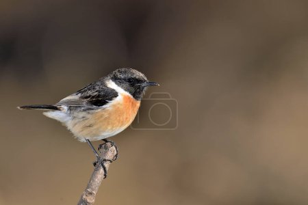 Photo for Male stonechat a bird in a branch of a tree in the forest (Saxicola rubicola) - Royalty Free Image