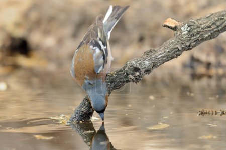 Photo for Chaffinch drinking in the pond (Fringilla coelebs) - Royalty Free Image