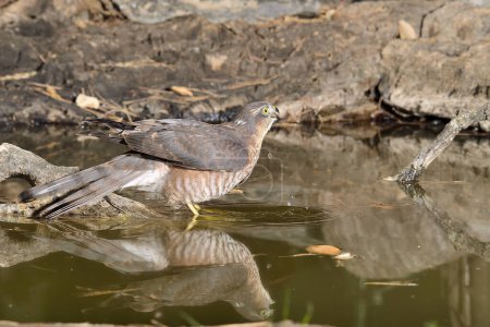 Photo for Common sparrowhawk in the Mediterranean forest (Accipiter nisus) - Royalty Free Image
