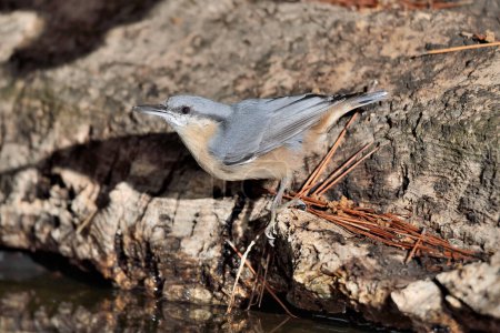 Photo for Great nuthatch bird in park pond (Sitta europaea) - Royalty Free Image