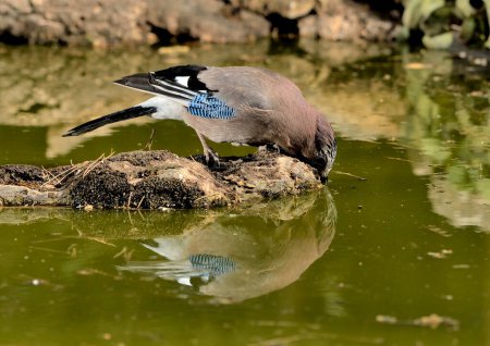 Photo for Eurasian jay drinking in the pond (Garrulus glandarius) - Royalty Free Image