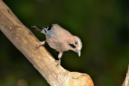 Photo for Eurasian Jay perched on a branch (Garrulus glandarius) - Royalty Free Image