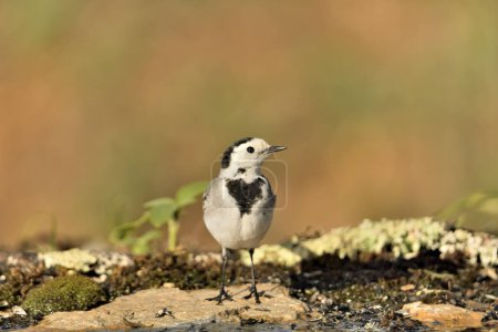 Photo for White wagtail perched on the ground (Motacilla alba) - Royalty Free Image