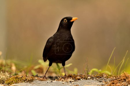 Photo for Blackbird perched on the ground (Turdus merula) - Royalty Free Image