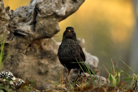 Photo for Blackbird perched on the park floor (Turdus merula) - Royalty Free Image