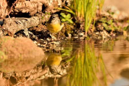 Photo for Sandpiper drinking and reflected in the pond (Motacilla cinerea) - Royalty Free Image