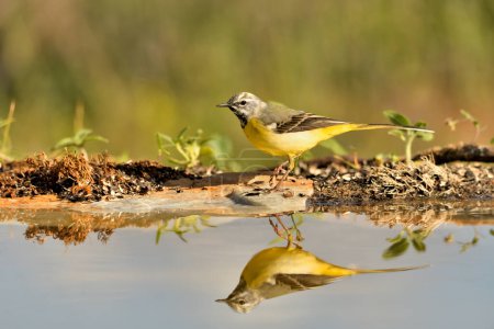 Photo for Cascade wagtail reflected in pond water (Motacilla cinerea) - Royalty Free Image