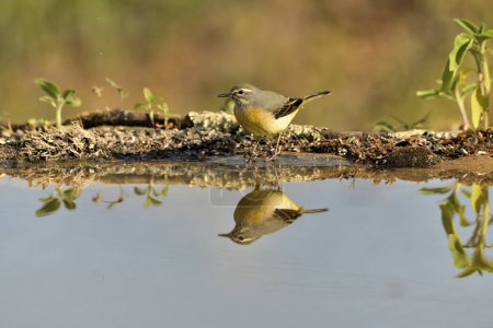 Photo for Cascade wagtail reflected in pond water (Motacilla cinerea) - Royalty Free Image
