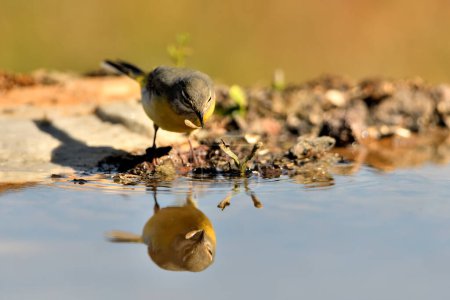 Photo for Sandpiper eating worm in the pond (Motacilla cinerea) - Royalty Free Image