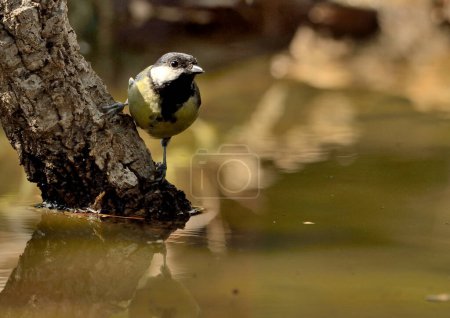 Photo for Great tit in the forest pond (Parus major) - Royalty Free Image